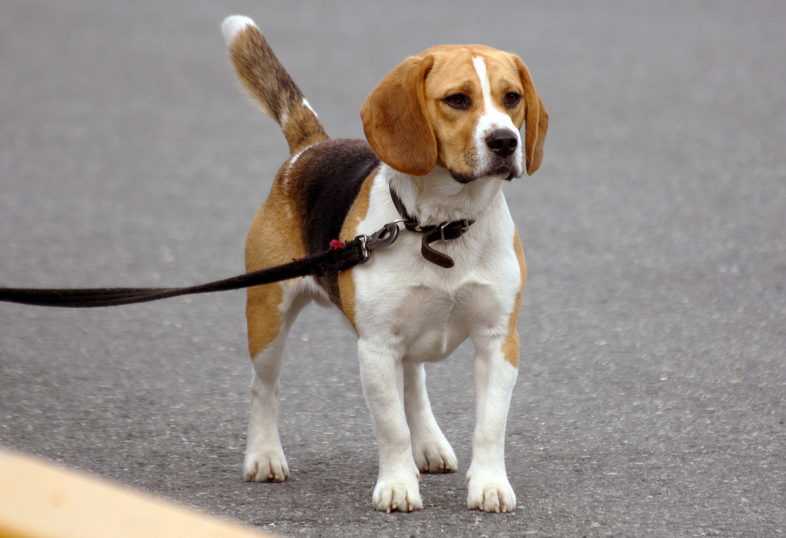 Beagle for First-Time Owners