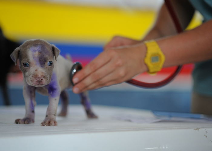 Puppy at Vet - Dog care