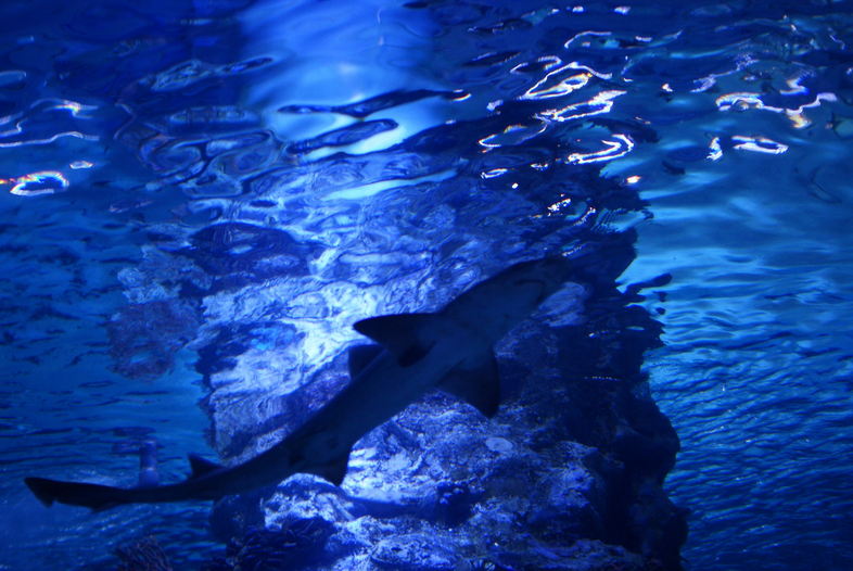 Antalya Aquarium