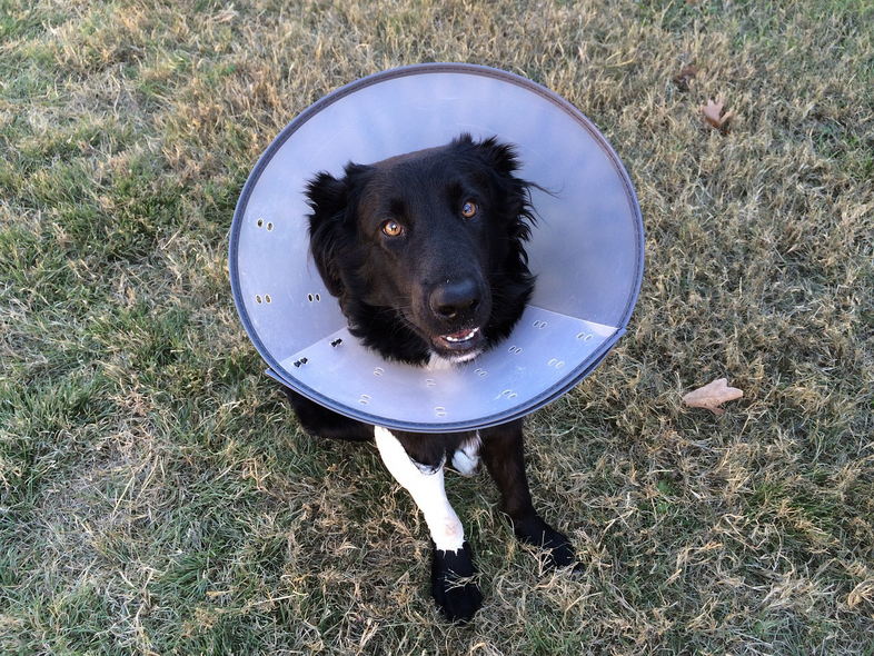 Cone of shame